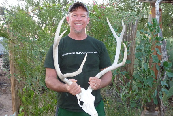 Artificial Skull, Desert Mule Deer antlers