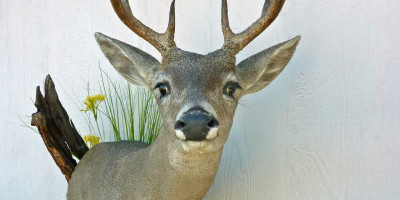 Tucson Taxidermy Coues Whitetail